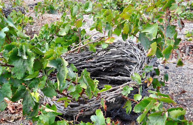 Santorini: 4hr Private Wine Tasting Tour