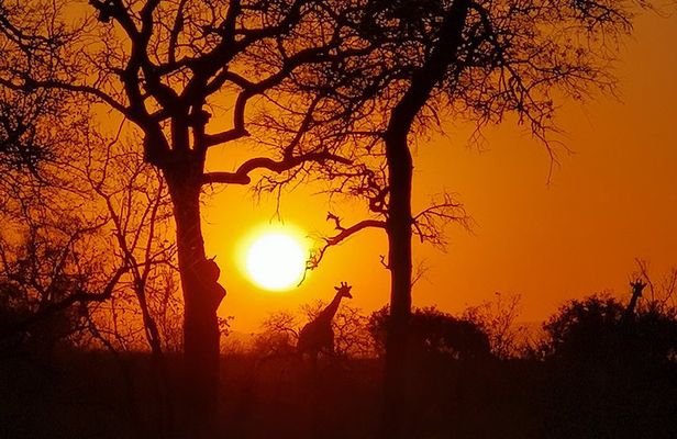 Kruger National Park - Sunset Safari trip.