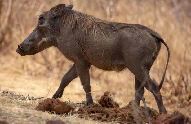 1 Day safari to Nyerere Nationals parks from Zanzibar