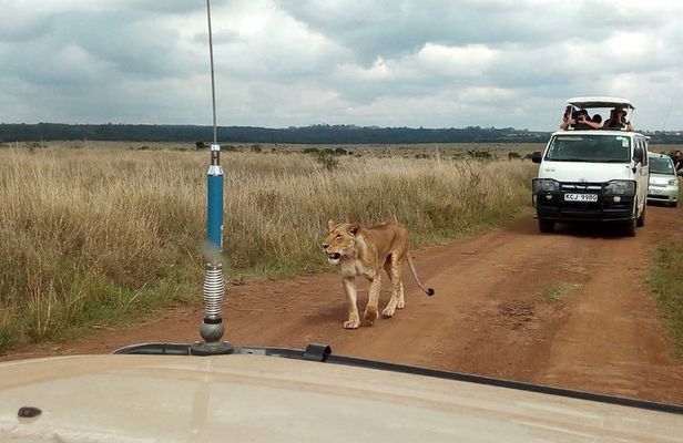 Mombasa & Diani: Group Day Trips to Tsavo Park