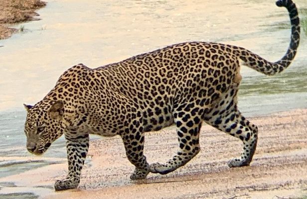 Yala National Park (block 5 & 6) Safari PRIVATE Tours