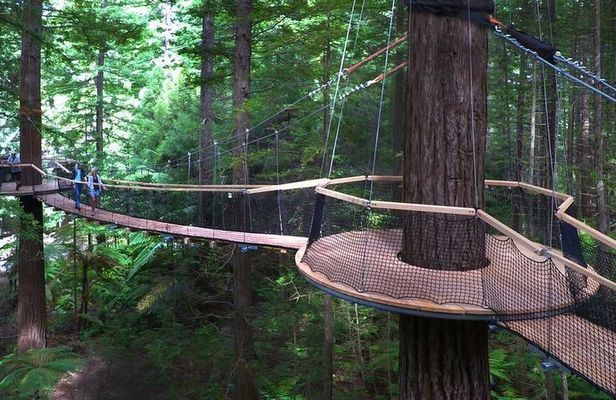 Tauranga to Rotorua Geysers & Canopy Tree Walk. Private Tour. 