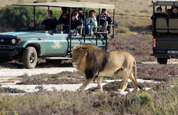 Luxury 2-Day In & Out Garden Route Safari Tour
