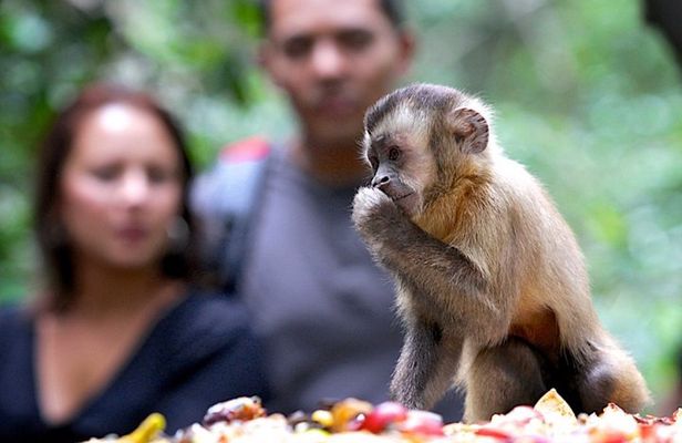 Durban: Visit a Museum of living Plants and a Sanctuary for Primates