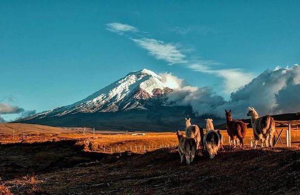 Cotopaxi Hike & Horse