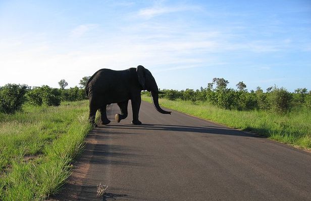 3 Day Kruger National Park Big 5 Safari