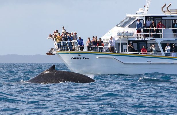 Phillip Island Whale Watching Tour