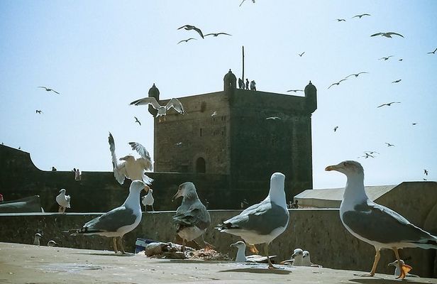 Shared-Small Group Day Trip to Essaouira from Marrakech