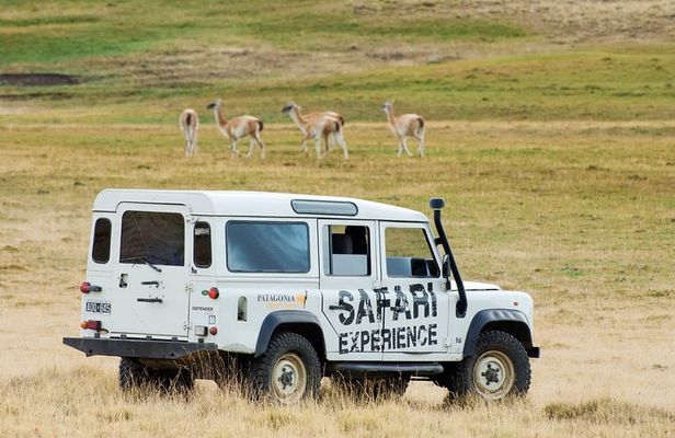 Safari Experience - Wildlife & Steppe