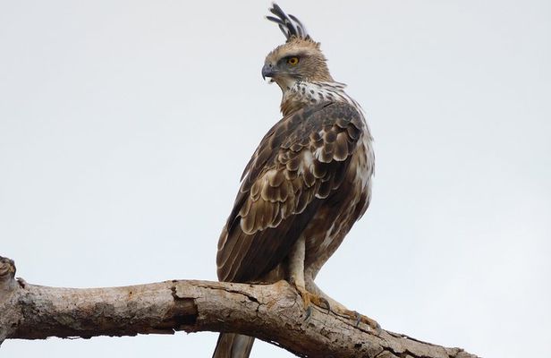 Bundala National Park Safari (PRIVATE TOURS)- Morning & Afternoon