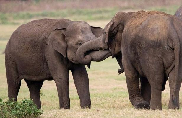 Udawalawe Elephant Safari Tour from Hambantota/Yala/Tissamaharama