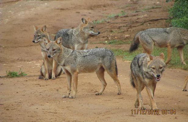 Udawalawe Safari & Elephants Orphanage Tour From Tissamaharama