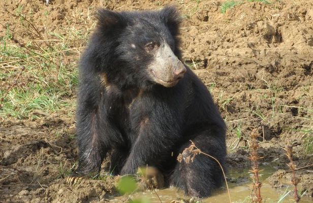 Yala National Park Safari Tour From Hambantota port