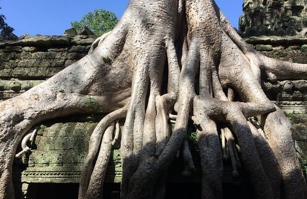 Private Half Day To Jungle Temple-Taprohm & Banteay Kdei Temples