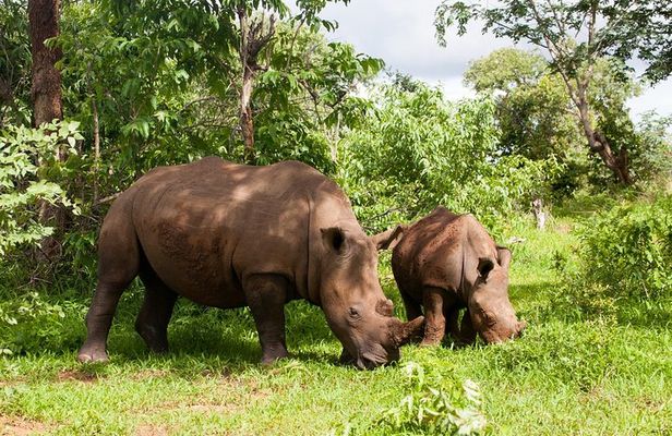 Rhino Walking Safari at Mosi-oa-Tunya National Park