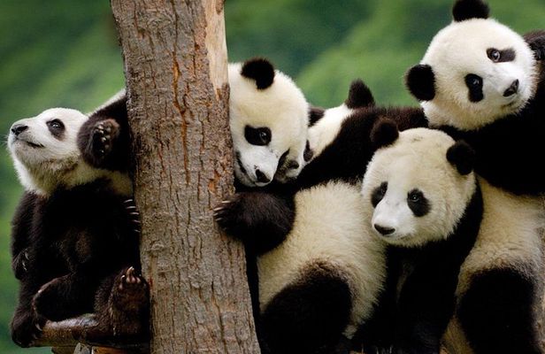 Private Panda Base and Leshan Buddha Day Tour from Chongqing