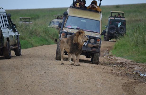 5 Day Private Lodge & Camping Tour of Tarangire, Serengeti & Ngorongoro Crater
