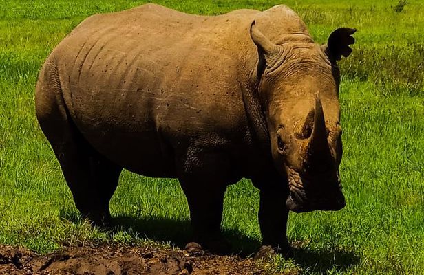 2-Day Ol Pejeta Conservancy Guided Safari Tour from Nairobi