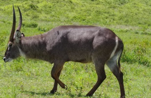 2 Day Safari Tarangire and Ngorongoro Crater