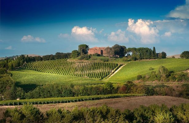 Montalcino: Brunello Wine Tasting Experience