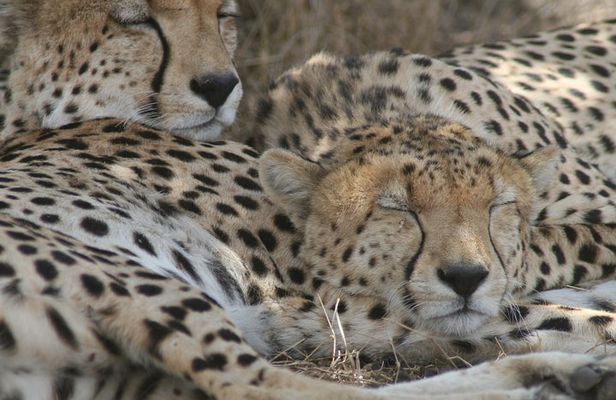 3-Day Maasai Mara Group Joining Safari