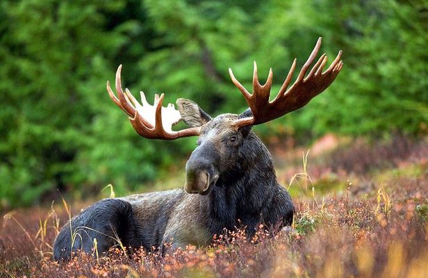 Moose Safari