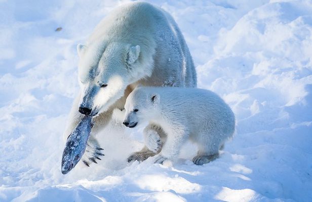 Visit Ranua Arctic Wildlife Park from Kemi
