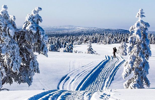 Snowmobile Safari in the Forest
