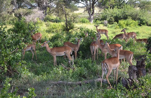 2 Days Taita Hills Saltlick Safari (Minimum 2 pax)