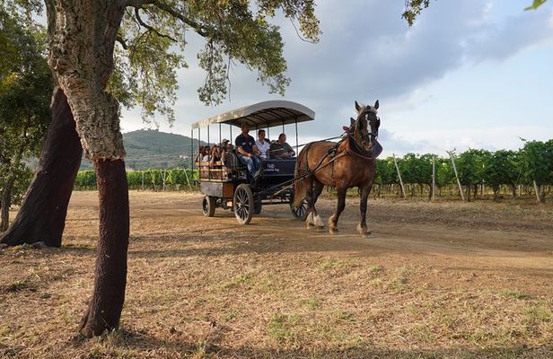 In a carriage among the vineyards, visit of the cellar, tasting of organic wines.