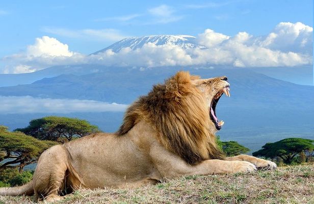 2 Days Amboseli Tour Van (Cost Based on Min 2 persons)