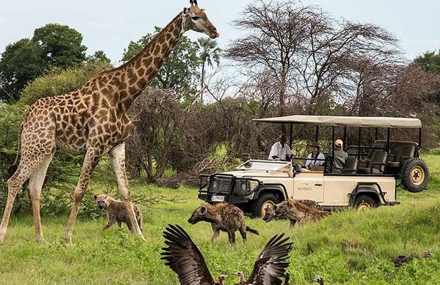 Cape town private - The Best of Big five safari