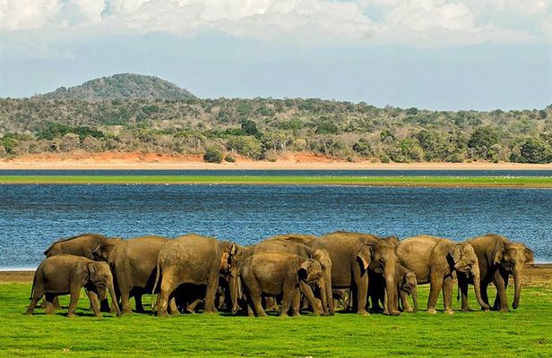 Full-Day Private Tour of Sigiriya and Minneriya National Park