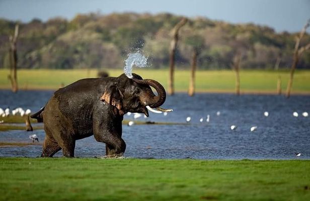 Rangiri Jeep Safari Sigiriya Lion Rock & Evening Jeep Safari