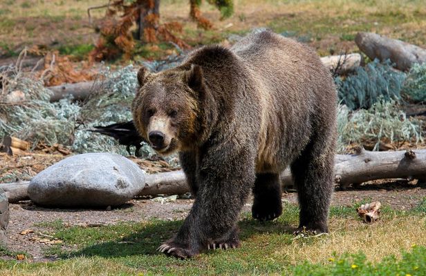 Private Yellowstone National Park Sightseeing Tour with Lunch