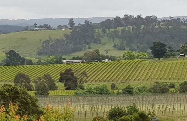 Yarra Valley Wine Tasting Day Tour from Melbourne