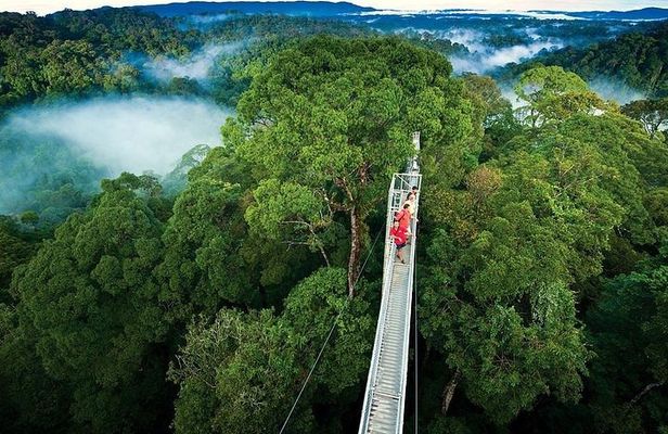 Monteverde Cloud Forest Hike and Hanging Bridges Tour From Guanacaste