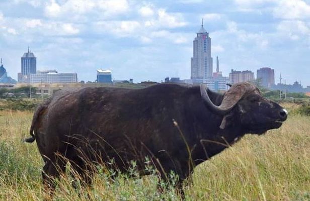 Nairobi city tour