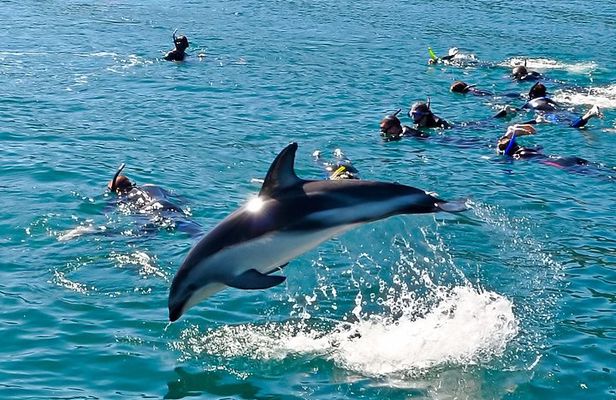 Swim with Wild Dolphins from Picton – Small-Group Eco Tour