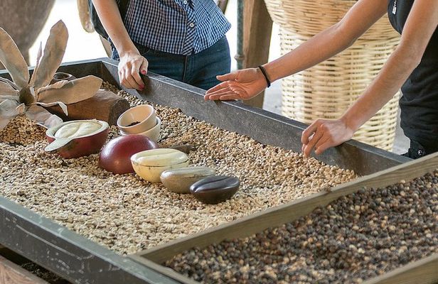 Coffee Route, an adventure of aroma and flavor to Veracruz