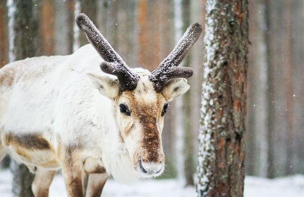 Snowshoe Trip for Searching Arctic Animals