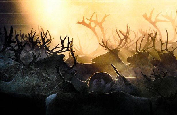 Arctic Reindeer Hike Experience - Rovaniemi
