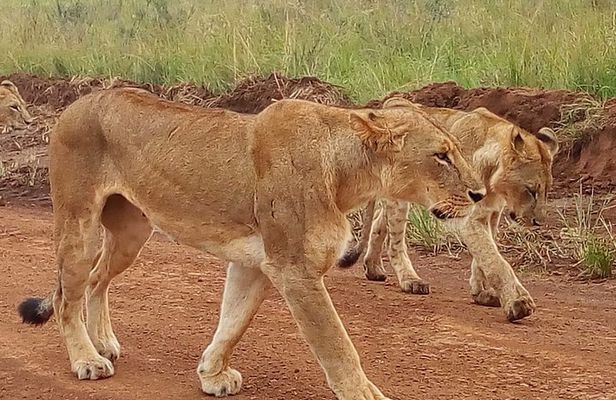 2-Day Maasai Mara National Reserve Safari from Nairobi