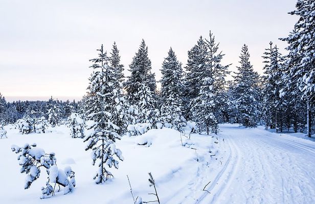 Snowmobile Driving - Afternoon start