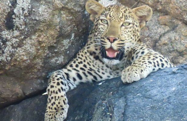 Kruger National Park - Private 3 day, 2 night safari trip.