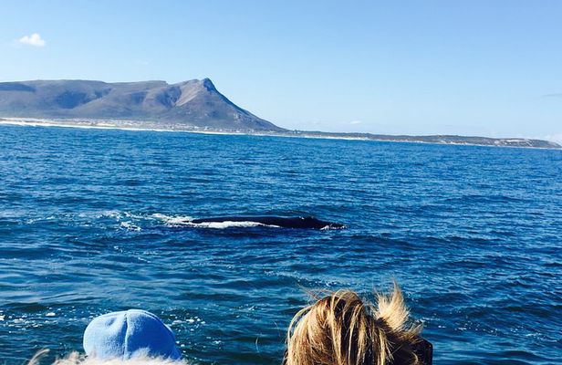 Whale Watching Tour in Hermanus with Hotel Pickup