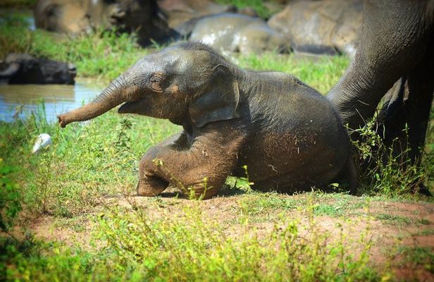 Udawalawe National Park | Full Day Safari Tour 