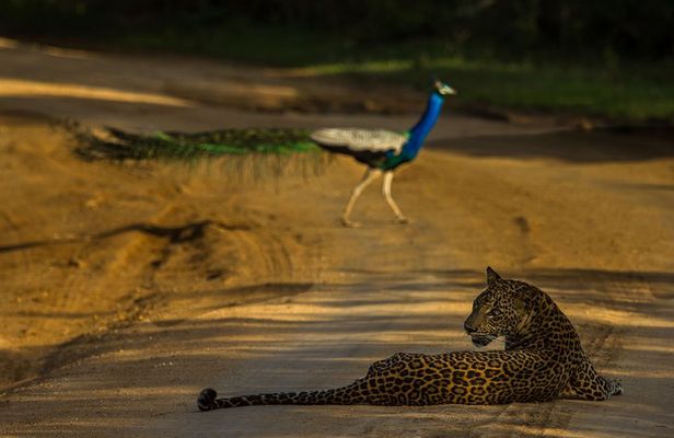 All Inclusive Private Safari at Yala and Bundala National Parks with Lunch