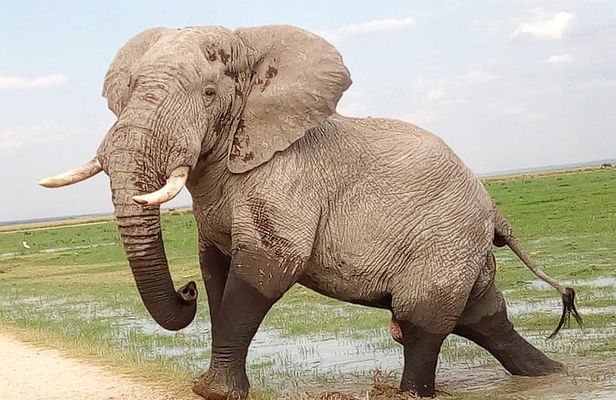 2-Day Tsavo National Park Private Safari from Mombasa
