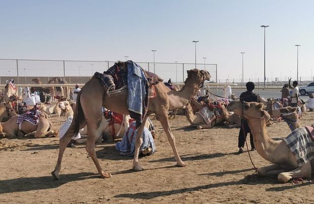 Half-Day Private Guided Camel Race Tour in Qatar